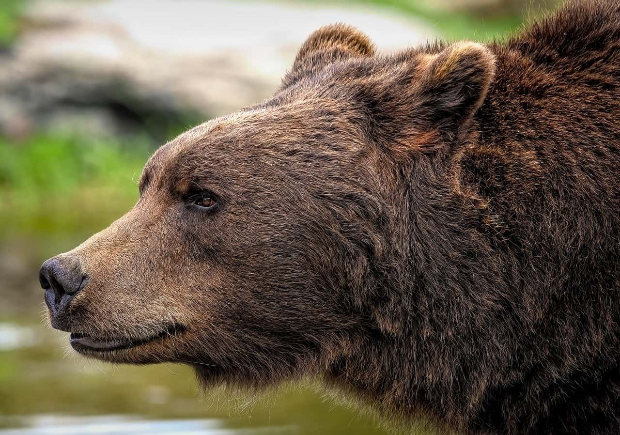 Brown Bear 8164838 1280
